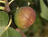 Fíkovník English Brown Turkey